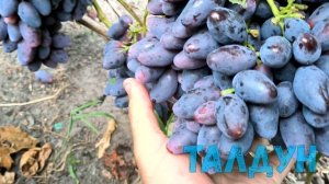 Сорта ВИНОГРАДА созрели на 1 августа. Липецкая область