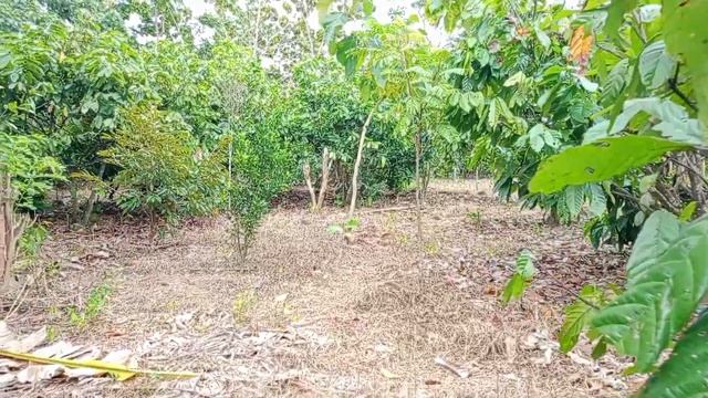 Kakao Indonesia Akan Di Tolak Pasar Dunia ? Pro Kontra Sistem Oles Buah Kakao ! смотреть онлайн
