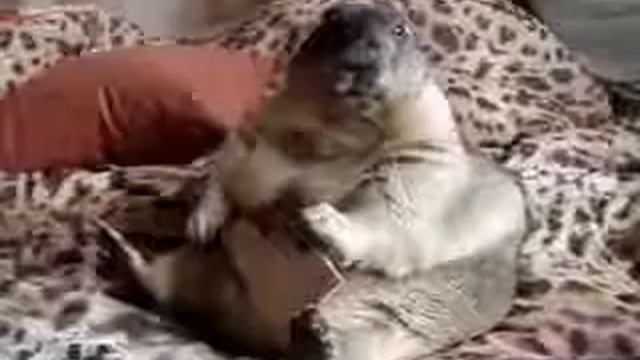 Сурок хрумкает печеньку смотреть онлайн