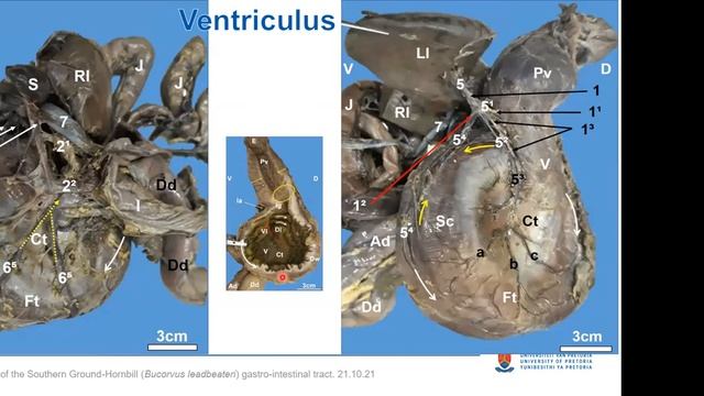 Dr Martina Crole: "Morphology of the Southern Ground-Hornbill gastro-intestinal tract" смотреть онлайн