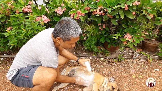 กำจัดเห็บ หมัดหมาใช้แป้งทำเองแบบง่ายๆ ถูกด้วย ดีด้วย смотреть онлайн
