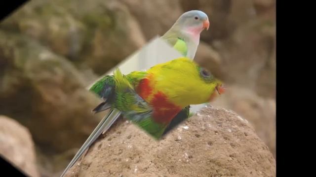 beautiful photo Polytelis parrots смотреть онлайн