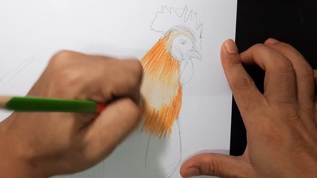 Cara mewarna bulu ayam guna pensil warna смотреть онлайн
