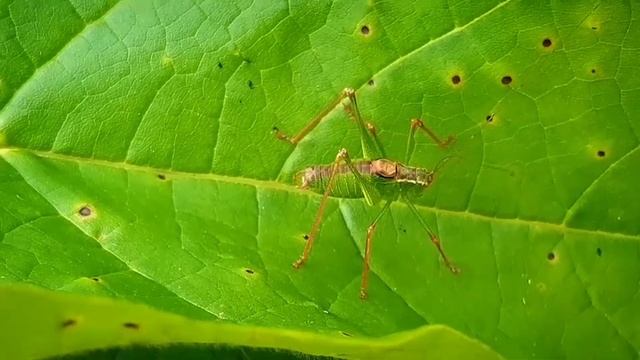 Facts about the Speckled-Bush-Cricket | Leptophyes punctatissima | Katydid Information | Species смотреть онлайн