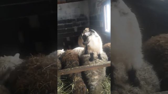 Домашнее видео смотреть онлайн