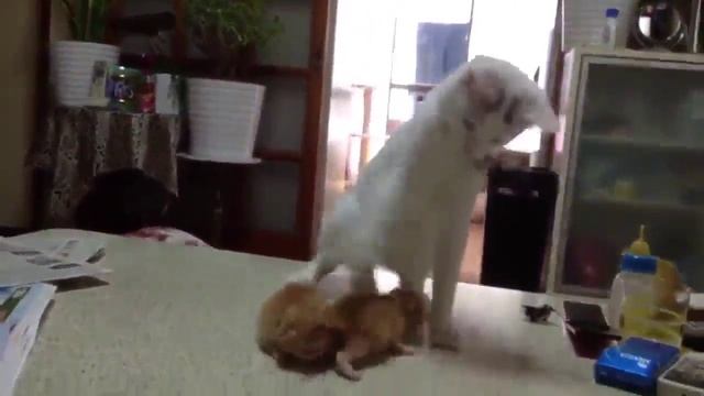 Эти странные кошки