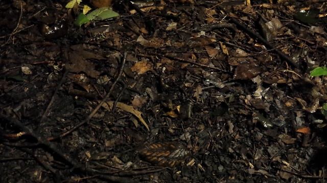 How to Catch Worms at NIGHT, Worm Gitter смотреть онлайн