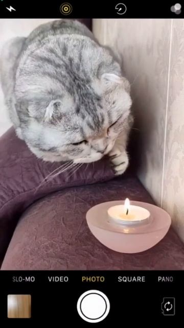ДУМАЕТЕ Я ОБОЖГУСЬ? ТОГДА СМОТРИТЕ ДАЛЬШЕ #shorts #funny #shortvideo #cute #приколы #коты #cats смотреть онлайн