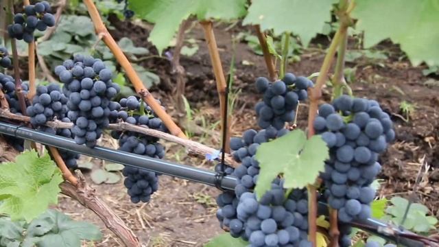 Сорт винограда с названием Медина.