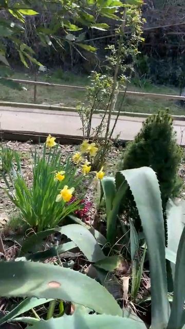 Разные нарциссы во дворе #всочиумаши смотреть онлайн