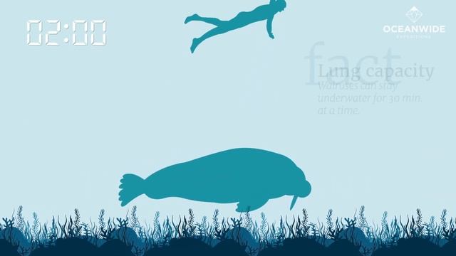 10 Atlantic Walrus Facts смотреть онлайн