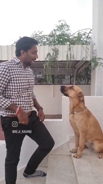 Kilukkam reloaded #puppy #comedy #kilukkam #mohanlal #kerala #pitbull #goldenretriever #dog #shorts смотреть онлайн