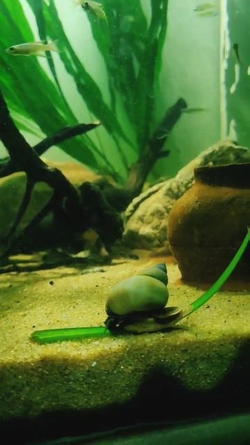 The White Wizard Snail смотреть онлайн