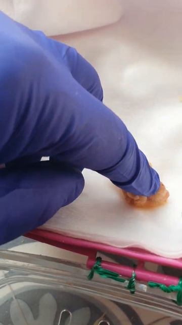 Agapornis ficheris, 8 horas de nacimiento. смотреть онлайн