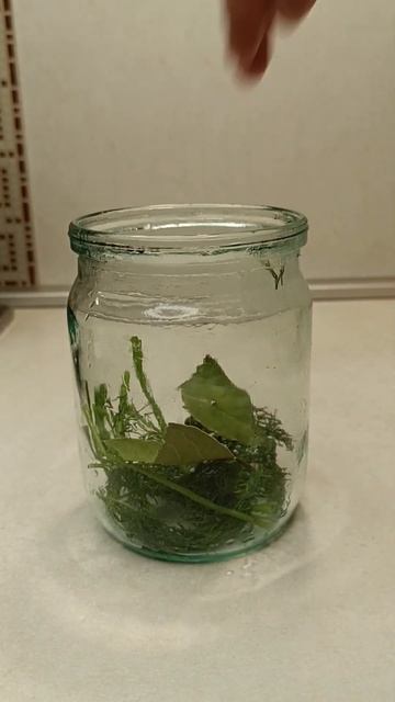 Солёные волнушки#грибы#лес#волнушки#соленья#вкусно#рецепт#заготовка#укроп#перец#лаврушка#соль#fyp смотреть онлайн