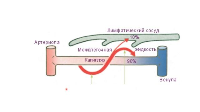 10.1.3. Внутренняя среда. Лекция Стоматологам. смотреть онлайн