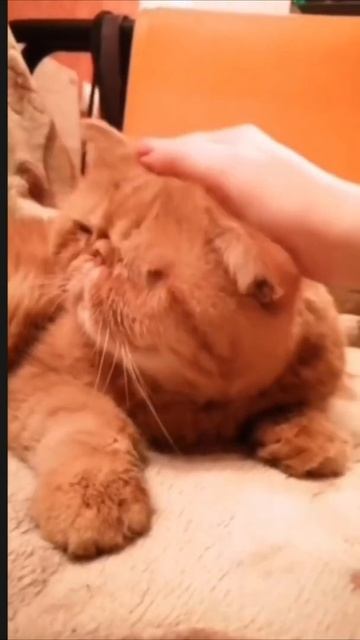 Котик похож на Кота Гарфилда #shorts смотреть онлайн