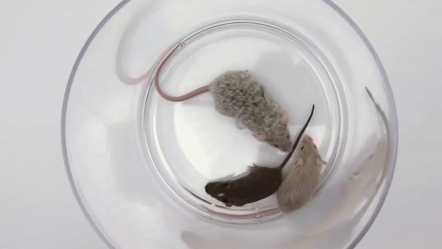 Observations E3: Comparing Different Levels of Hybrid Mice смотреть онлайн