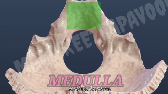 Occipital bone || Part - 2 || Basilar part || Condylar part || Variants || Animated video смотреть онлайн