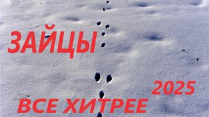 Охота на зайца в январе 2025. зайцы все умнее