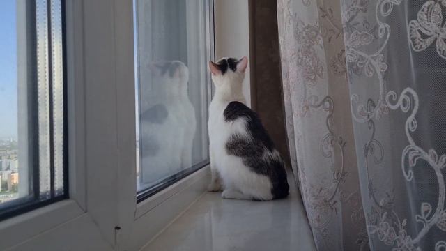 Милли ищет дом. смотреть онлайн