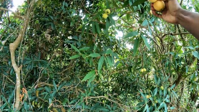 Explorando Montañas En Yauco Puerto Rico: Hermoso Pico Rodadero