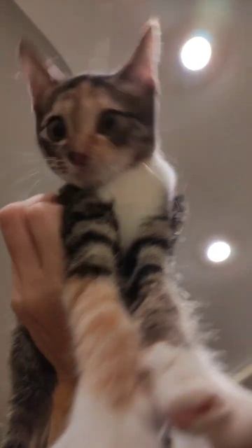 РОСТОВ НА ДОНУ. 💜 КОТЕНОК В ДОБРЫЕ РУКИ смотреть онлайн