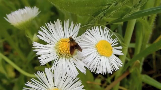 クロハネシロヒゲナガガ/Nemophora albiantennella 02_190515_小手指 смотреть онлайн