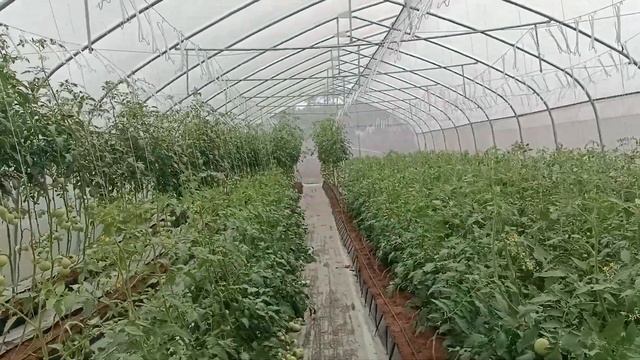 Best 2023 Greenhouse Tomatoes Yield in Nigeria. смотреть онлайн