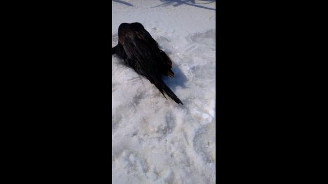 Чудо-ворон на острове Хортица смотреть онлайн
