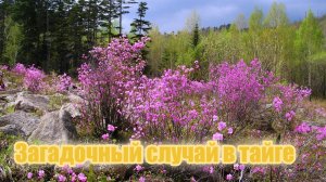 Загадочный случай в тайге