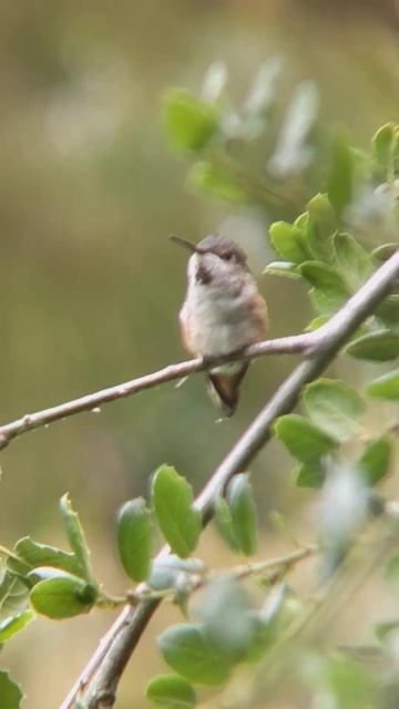 😆 Hummingbird Scratches Itself Like a Dog! смотреть онлайн
