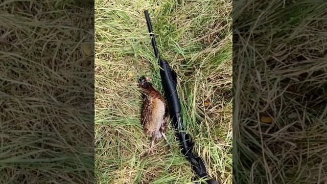 охота фазан в щепки смотреть онлайн