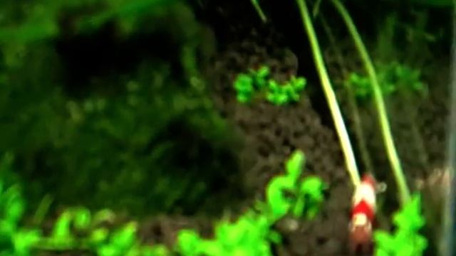 Аквариум 01.02.2010  в проекте 