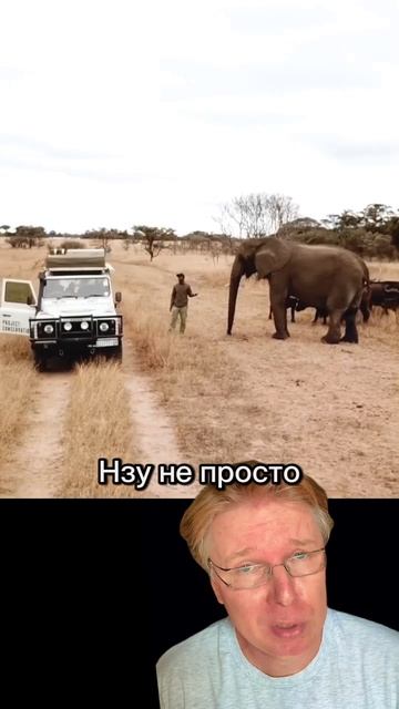 Слониха возомнила себя буйволом и возглавила стадо смотреть онлайн
