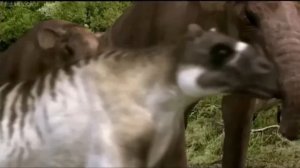 ICE AGE Walking With Beasts BBC
