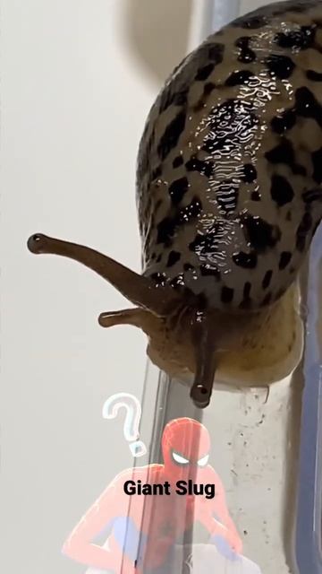 Whoah slimy slug! смотреть онлайн