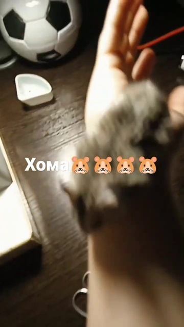 обзор хомяка #хомяк#обзор смотреть онлайн