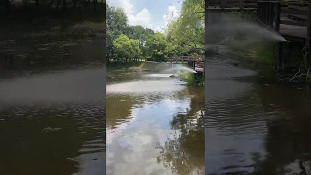 Гуляем по Чхонджу в Южной Корее и спасаем черепашку смотреть онлайн
