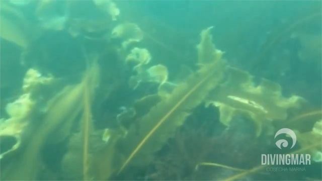 Divingmar - extracción del alga Kombu (laminaria japonica) смотреть онлайн