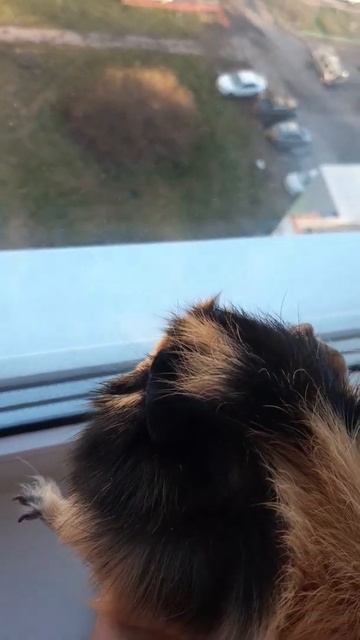 Эмма 40 🐾🐾Морская свинка guinea pig смотреть онлайн
