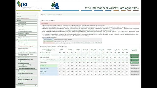 Виноград Мукузани кто он или что это? Раскрыта тайна его происхождения.//Mukuzani grapes.