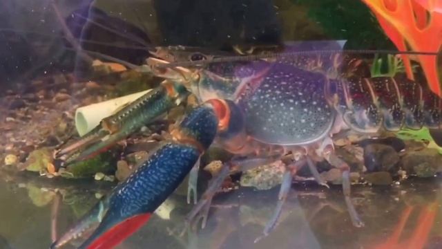 Мой аквариум с АККРами смотреть онлайн