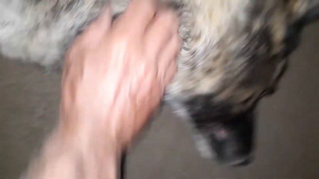Damon the War Dog смотреть онлайн