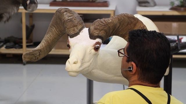Bighorn Sheep taxidermy shoulder Mount Part 1of 2. смотреть онлайн