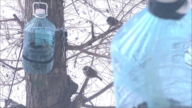 Столовая кормушка для синиц и воробьев.14.01.25г.Автор видео Елена Цыганова смотреть онлайн