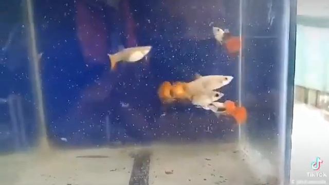 Platinum Dumbo Ear Red Tail Guppy смотреть онлайн