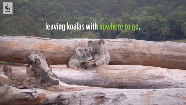 Koala Magnetic Island смотреть онлайн