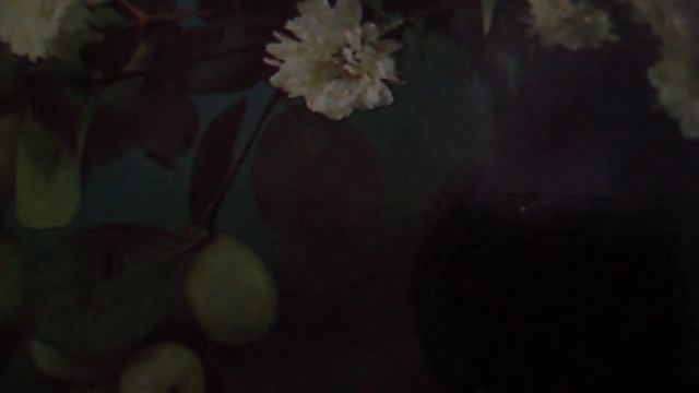 Папуасы-эскимосы(Па-папуа-папуасы снег не видели ни разу,па-папуа-папуасы в жарком климате(наброски смотреть онлайн