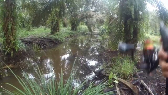 MANCING GABUS DI AREAL SAWIT | Sekalian Tes Joran MAGNO TIMON XT 2-8lb смотреть онлайн